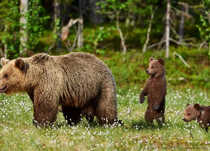 Famous Songs About Bears